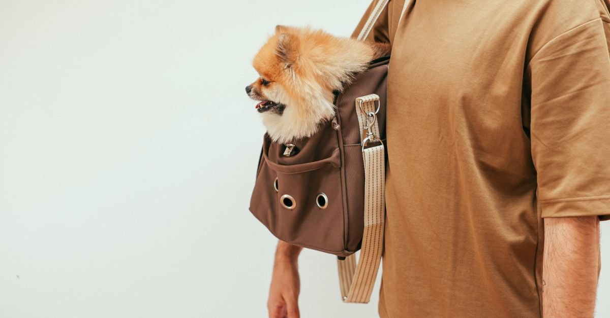 A Pomeranian sitting in a trendy brown pet carrier held by a man