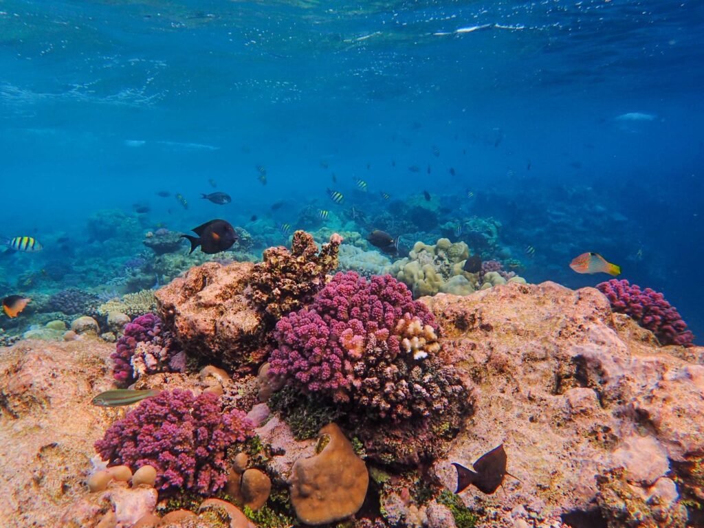 Colorful coral reef with marine life, representing environmental contribution for the UAE Blue Residency